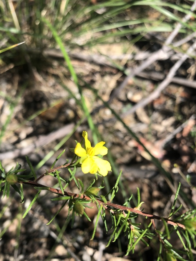 Hibbertia cistiflora photo 6