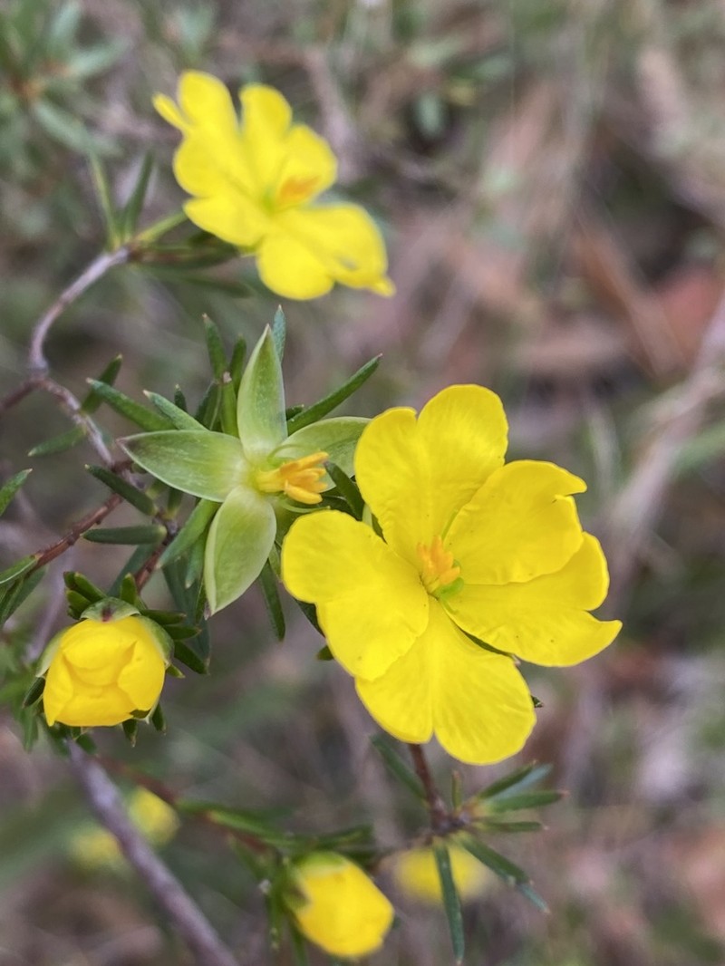 Hibbertia cistiflora photo 7