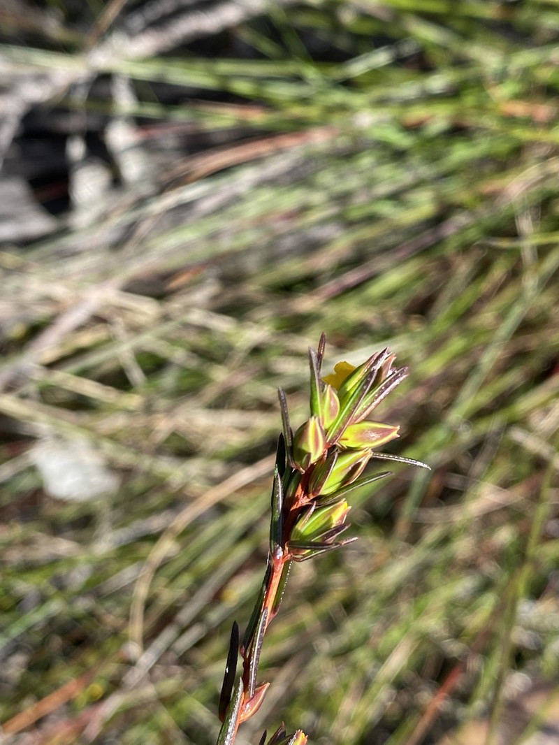 Hibbertia cistiflora subsp. cistiflora