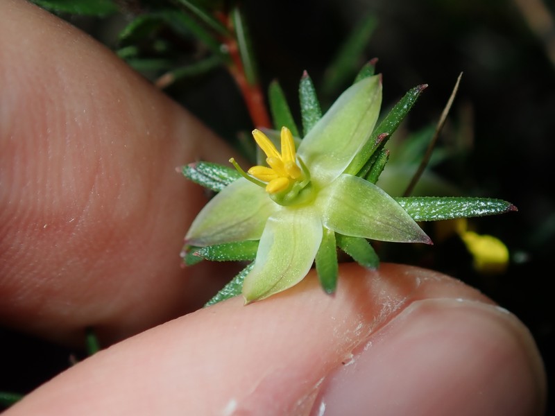 Hibbertia cistiflora subsp. cistiflora photo 2