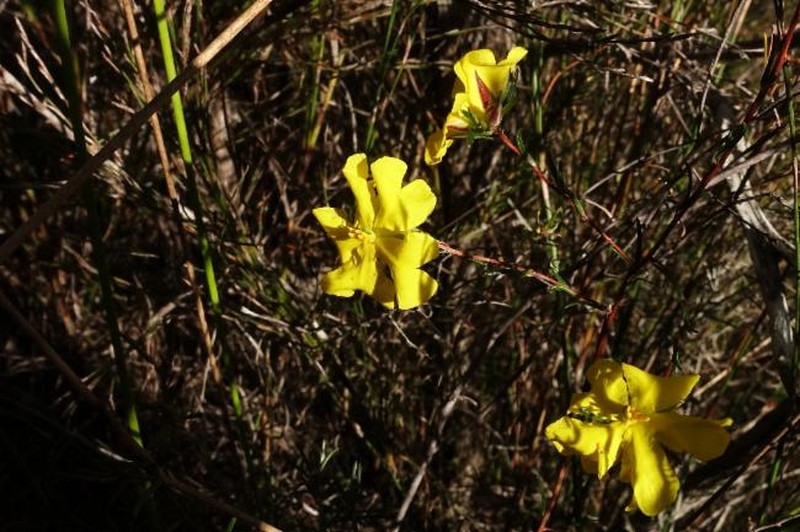 Hibbertia cistiflora subsp. cistiflora photo 3