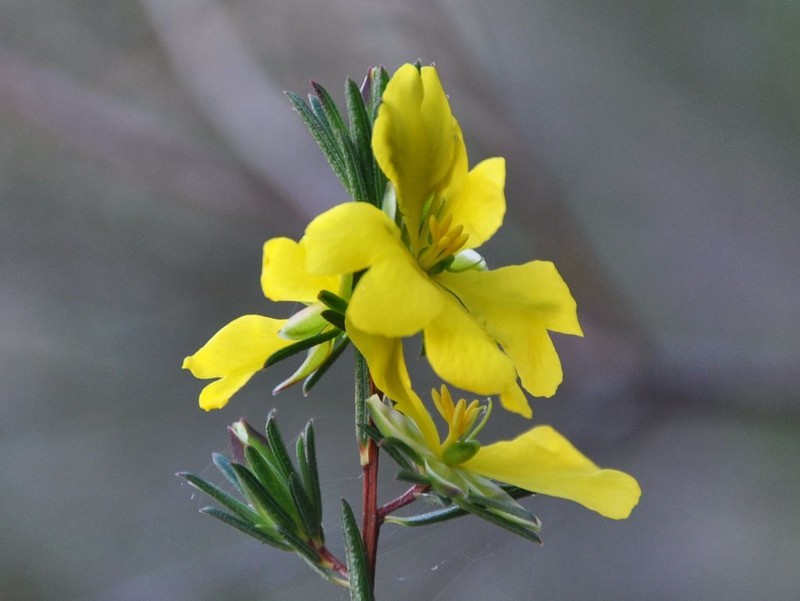 Hibbertia cistiflora subsp. cistiflora photo 4