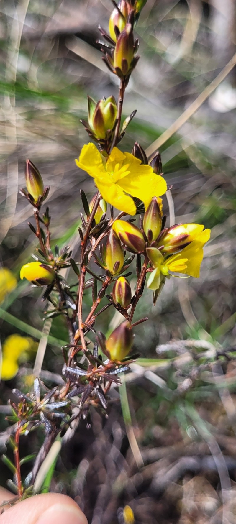 Hibbertia cistiflora subsp. quadristaminea