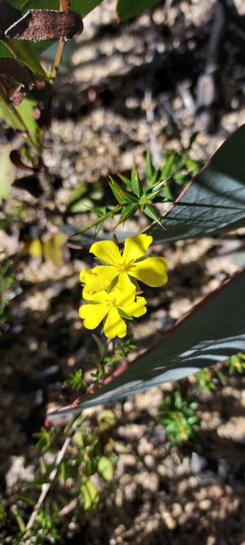 Hibbertia cistiflora subsp. quadristaminea photo 2