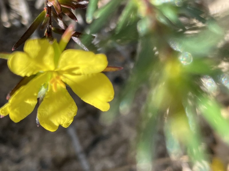 Hibbertia cistiflora subsp. quadristaminea photo 3
