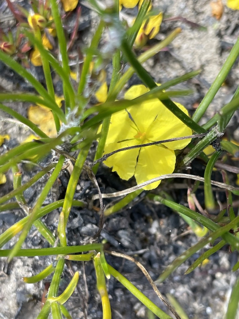 Hibbertia cistiflora subsp. quadristaminea photo 4