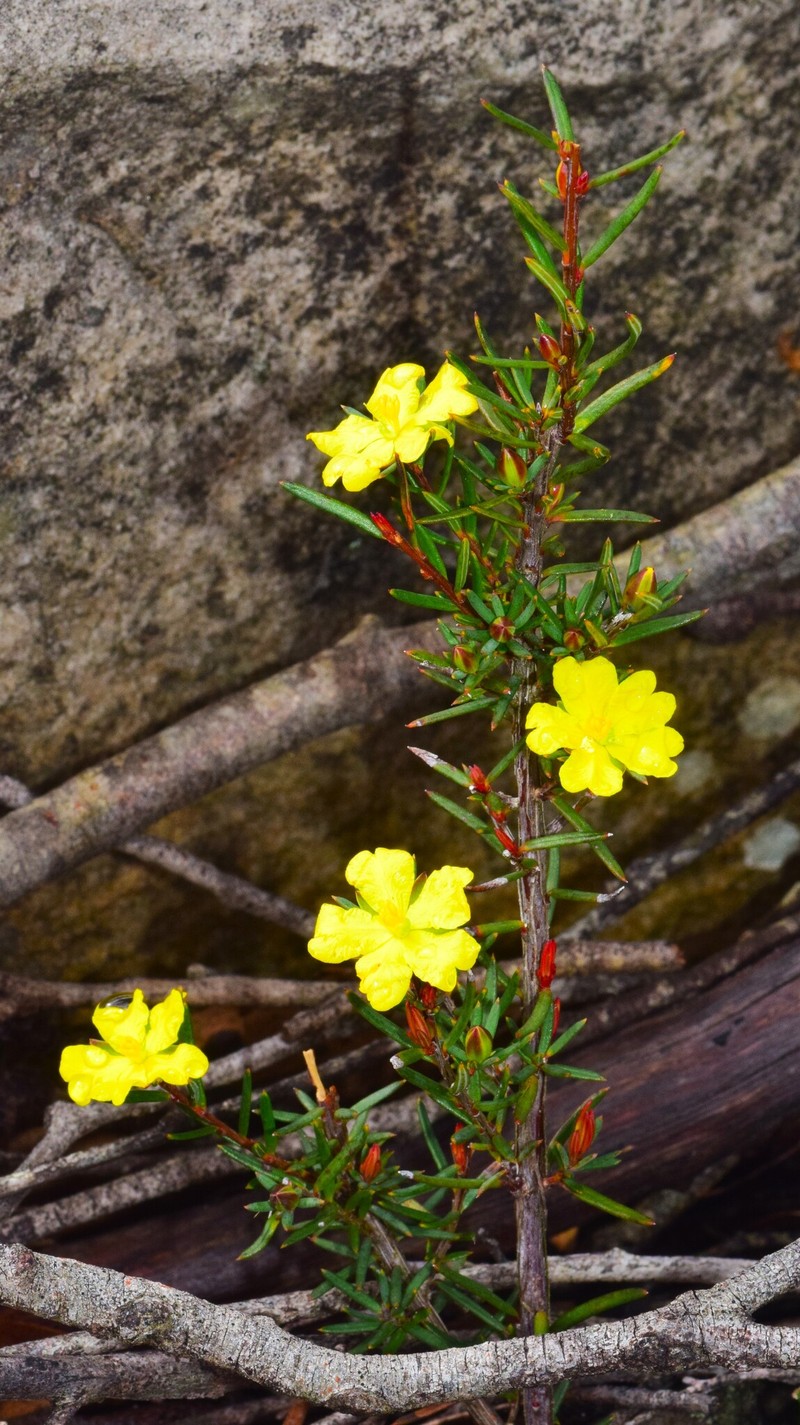 Hibbertia cistiflora subsp. rostrata