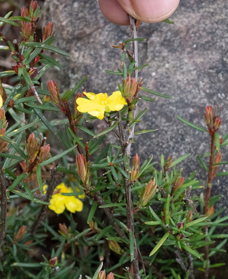Hibbertia cistiflora subsp. rostrata photo 2