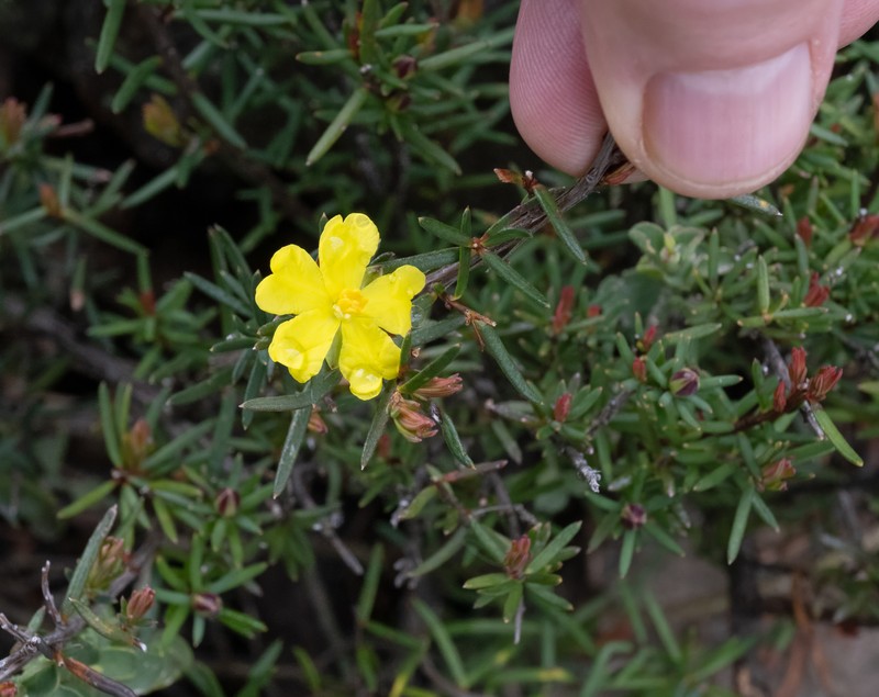 Hibbertia cistiflora subsp. rostrata photo 3