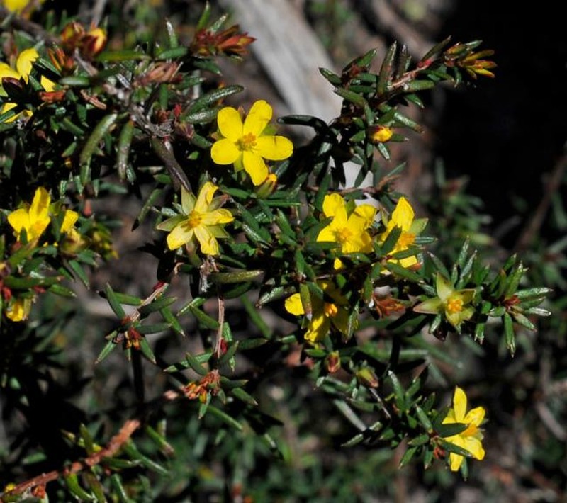 Hibbertia cistiflora subsp. rostrata photo 4