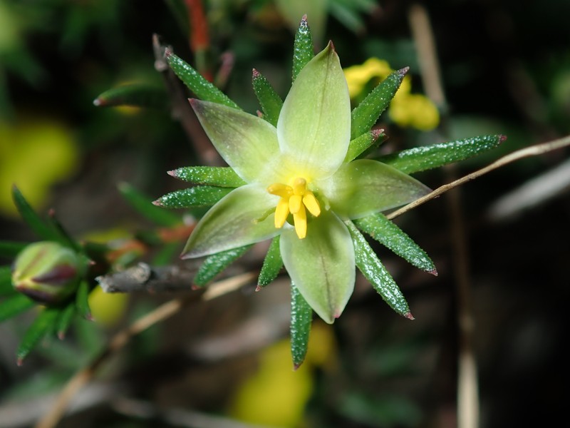 Hibbertia cistifolia
