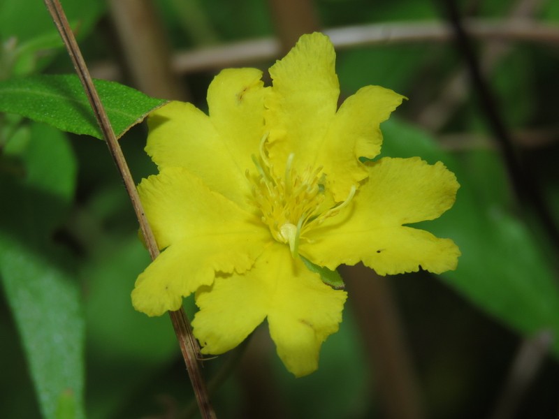 Hibbertia cistifolia photo 2