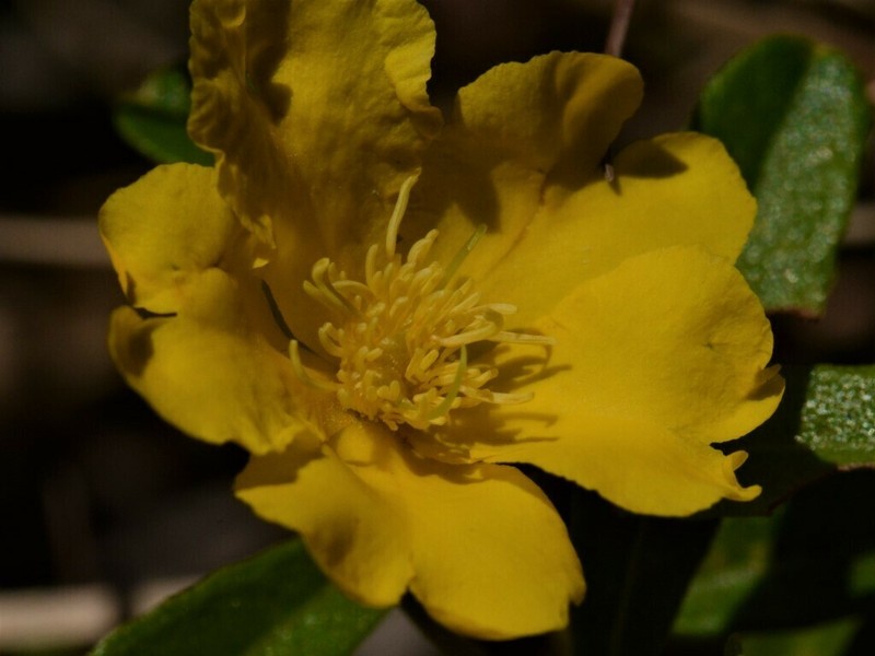 Hibbertia cistifolia photo 3
