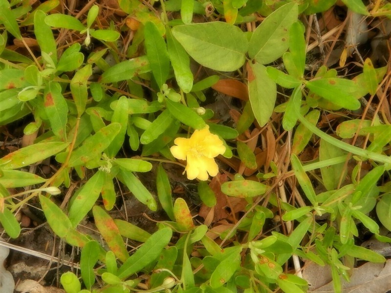 Hibbertia cistifolia photo 4