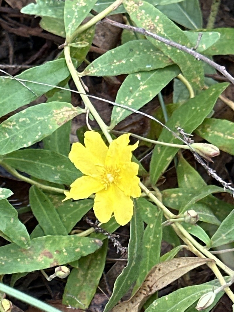 Hibbertia cistifolia photo 5