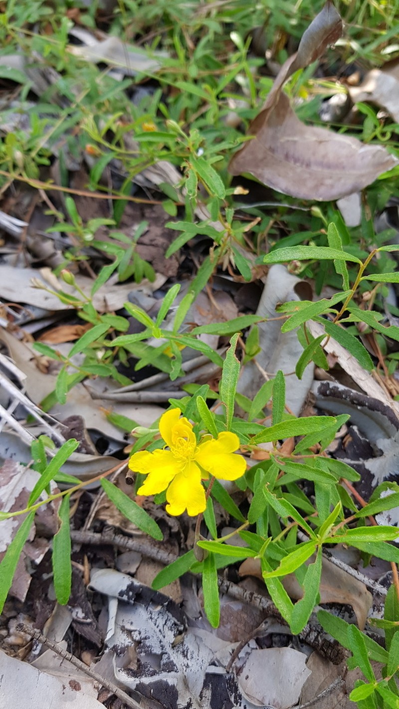 Hibbertia cistifolia photo 6