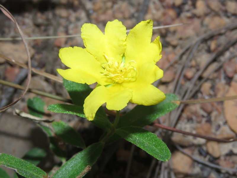 Hibbertia cistifolia photo 7