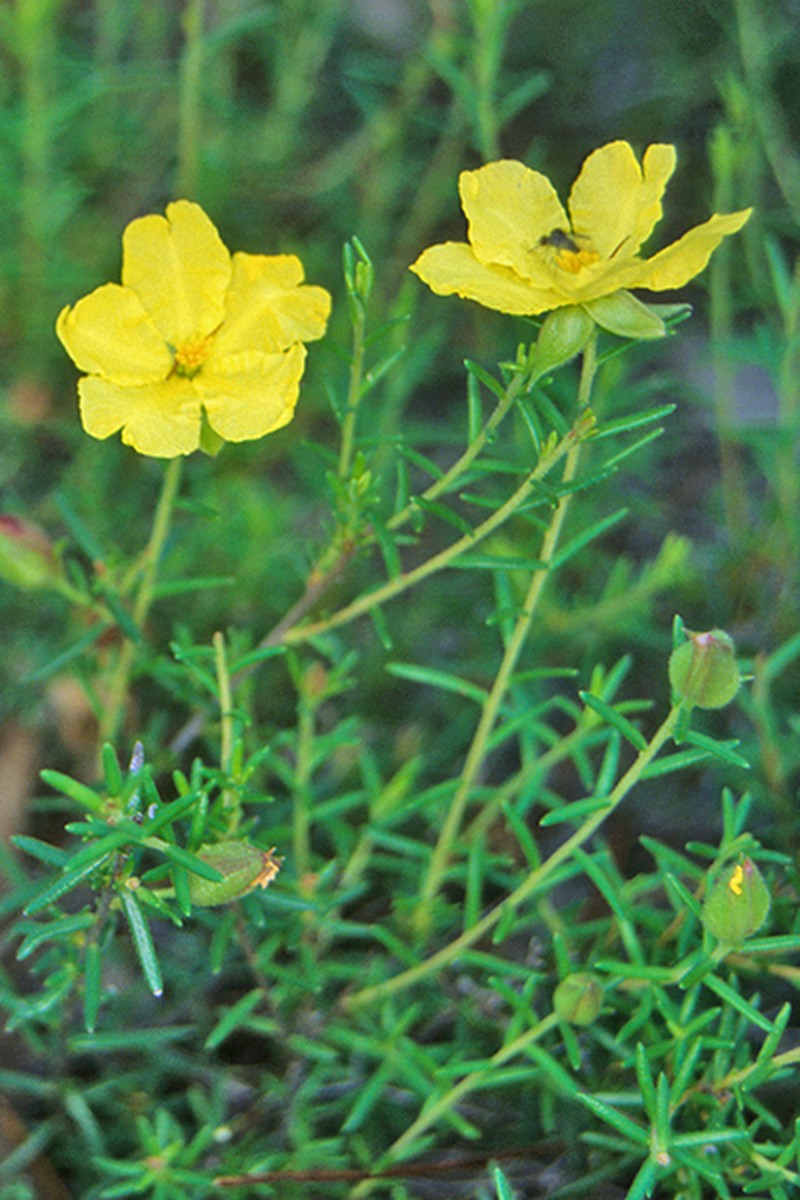 Hibbertia cistoidea