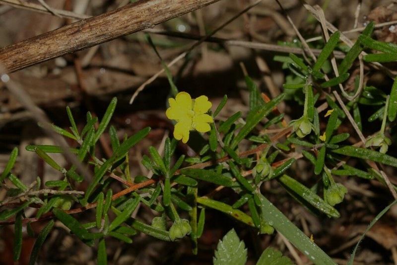 Hibbertia cistoidea photo 2