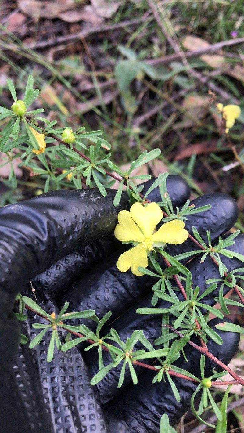 Hibbertia cistoidea photo 3