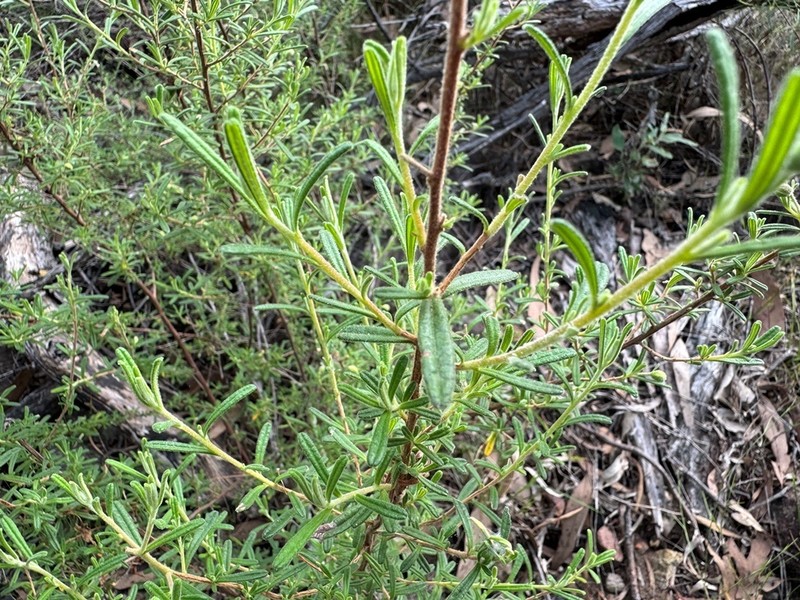Hibbertia cistoidea photo 4