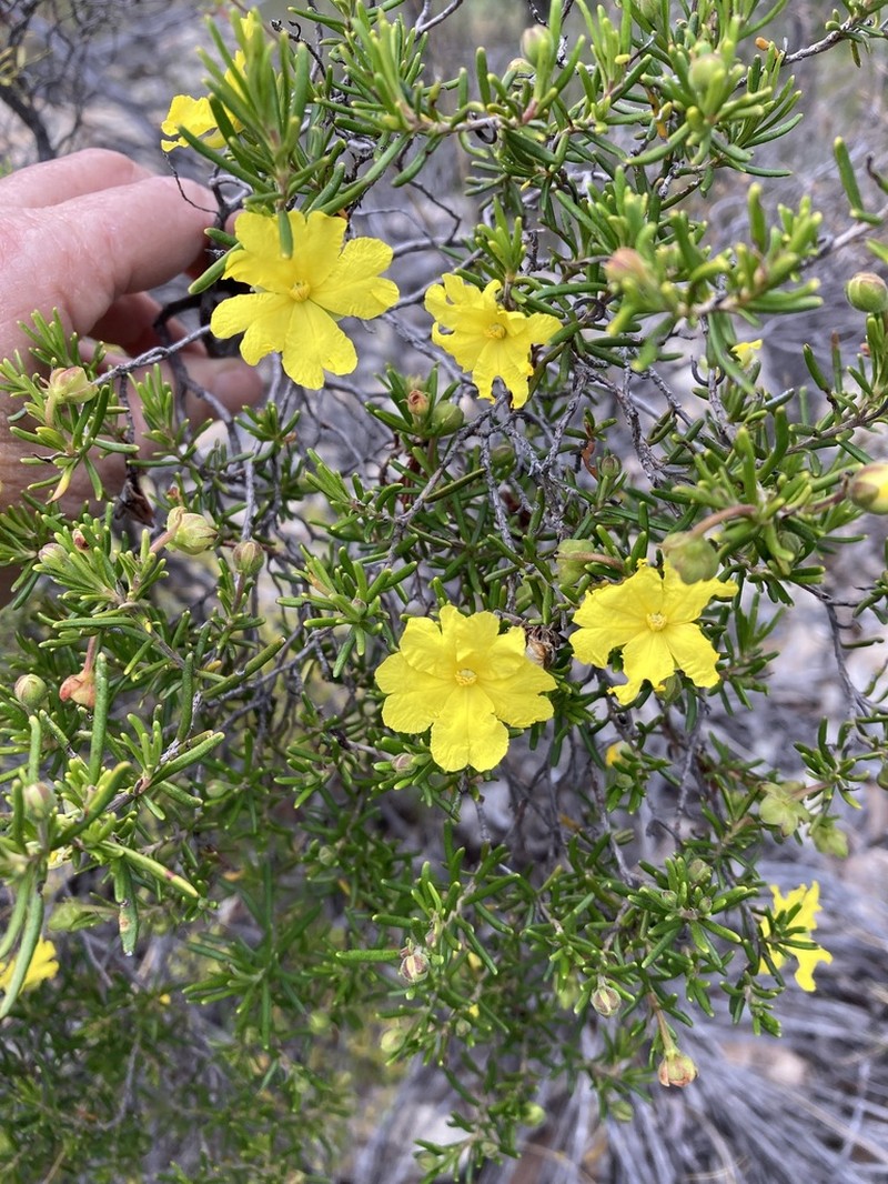 Hibbertia cistoidea photo 5