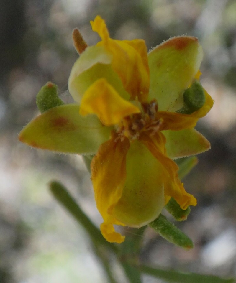 Hibbertia cistoidea photo 6