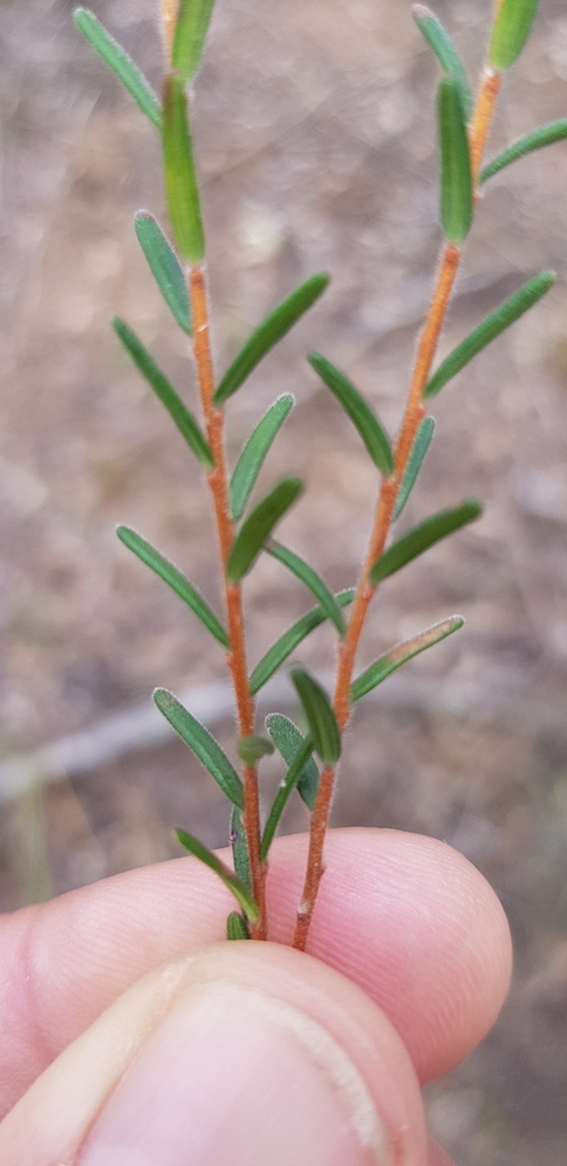 Hibbertia cistoidea photo 7