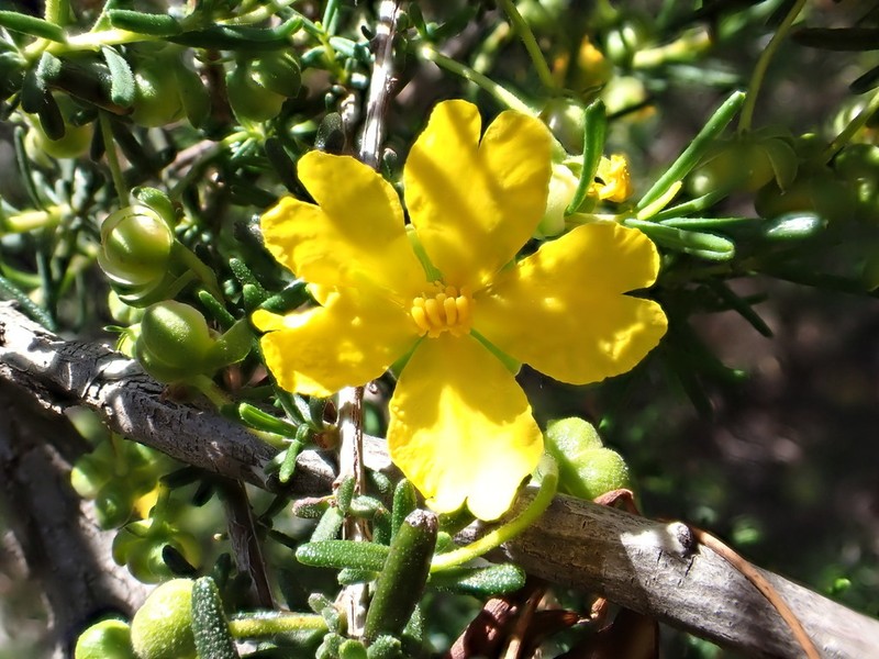 Hibbertia cockertoniana