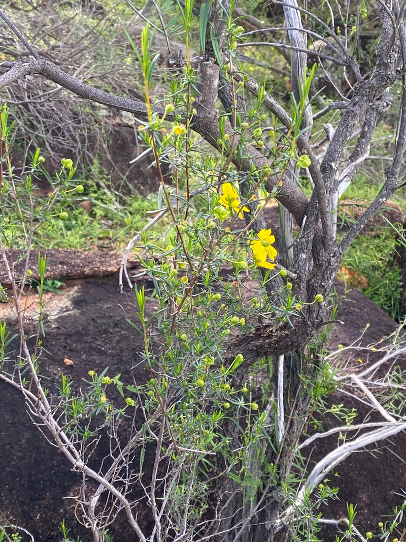Hibbertia cockertoniana photo 2