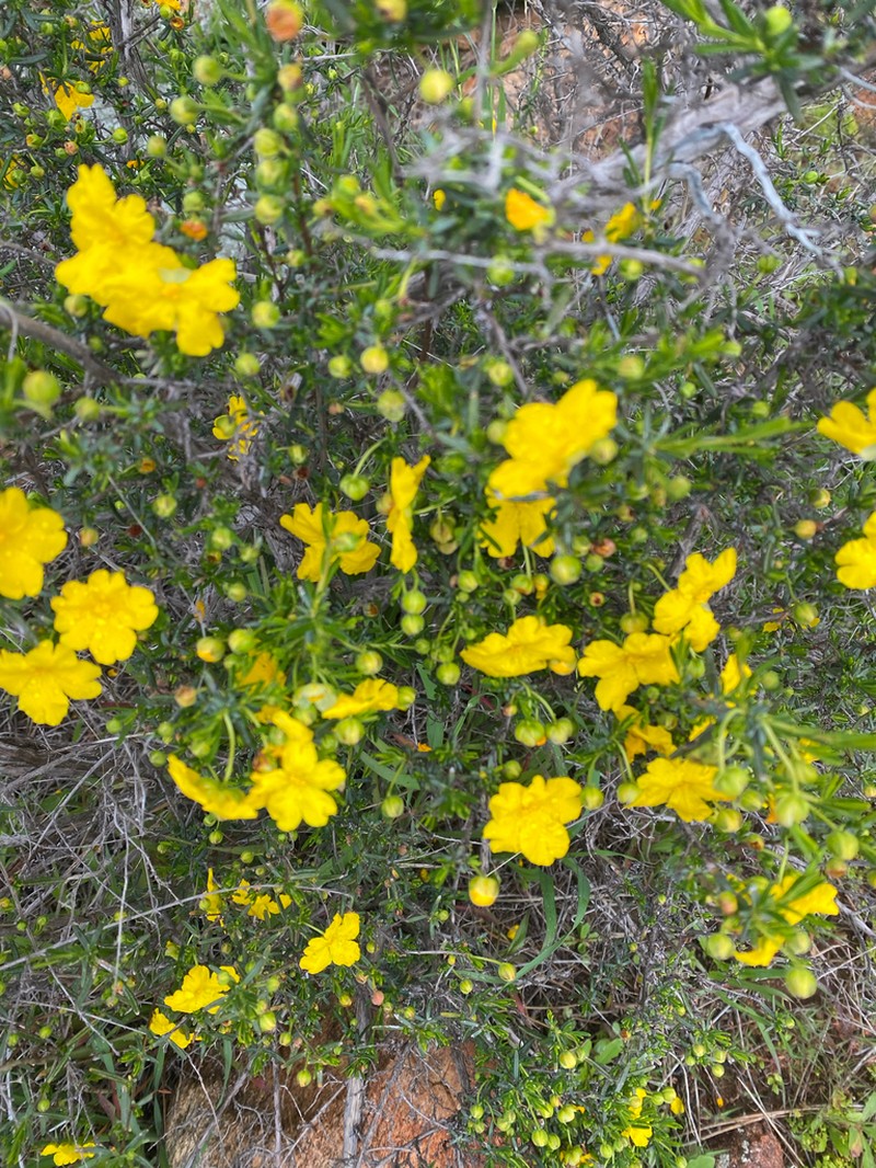 Hibbertia cockertoniana photo 3
