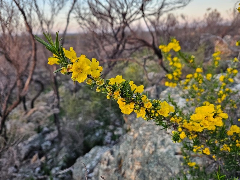 Hibbertia cockertoniana photo 4