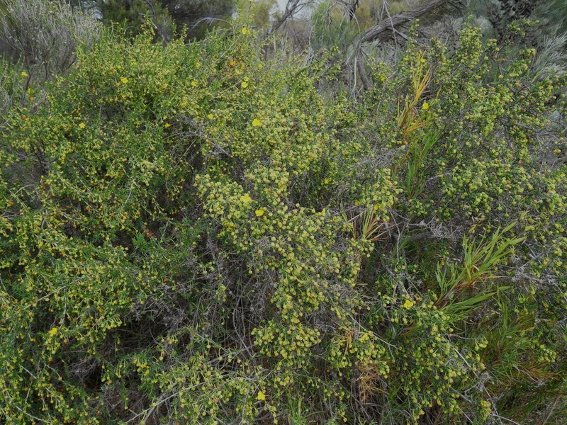 Hibbertia cockertoniana photo 5