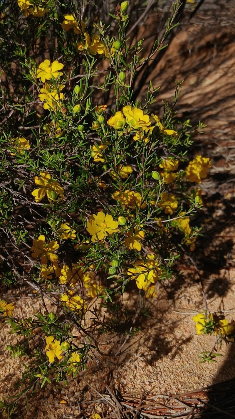 Hibbertia cockertoniana photo 6