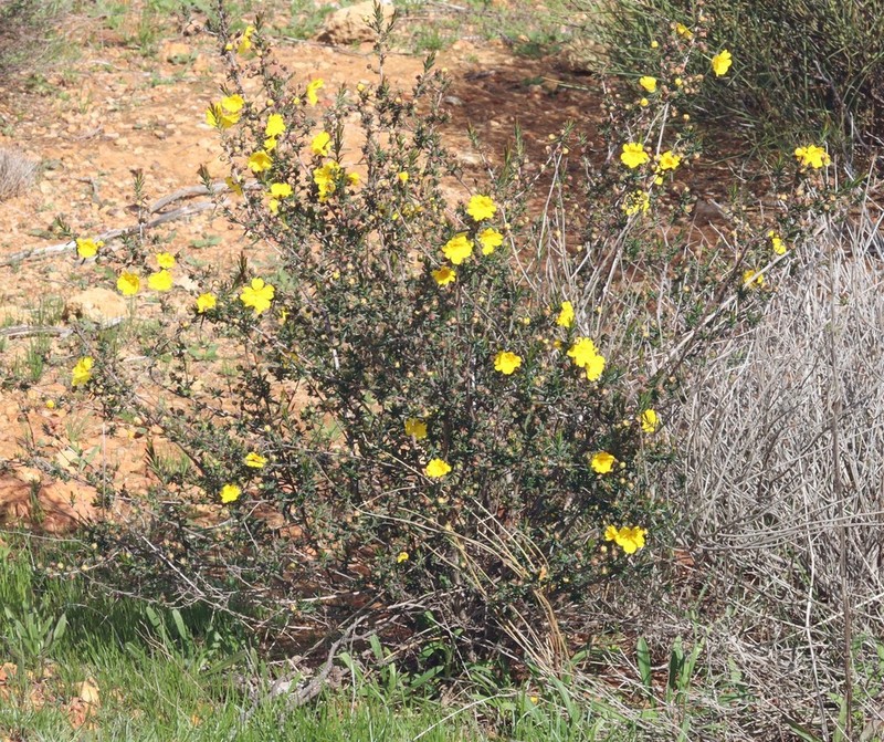 Hibbertia cockertoniana photo 7
