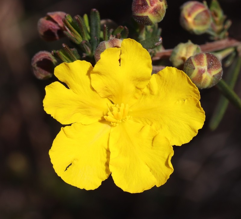 Hibbertia cockertoniana photo 8