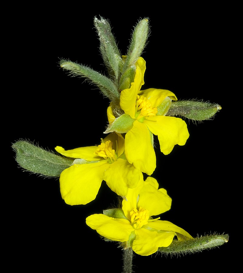 Hibbertia commutata
