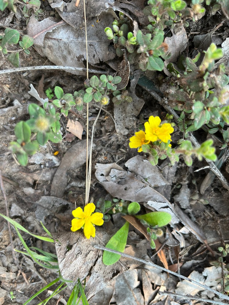 Hibbertia commutata photo 2