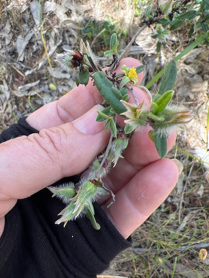Hibbertia commutata photo 3