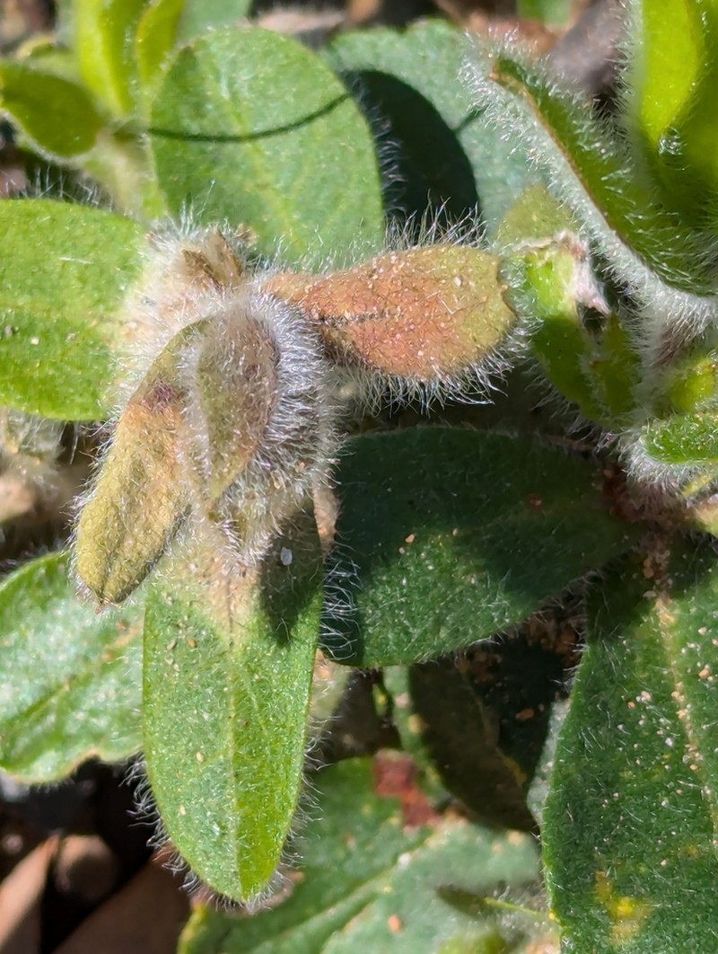 Hibbertia commutata photo 4