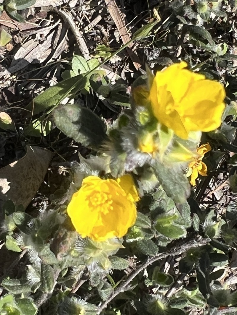Hibbertia commutata photo 5