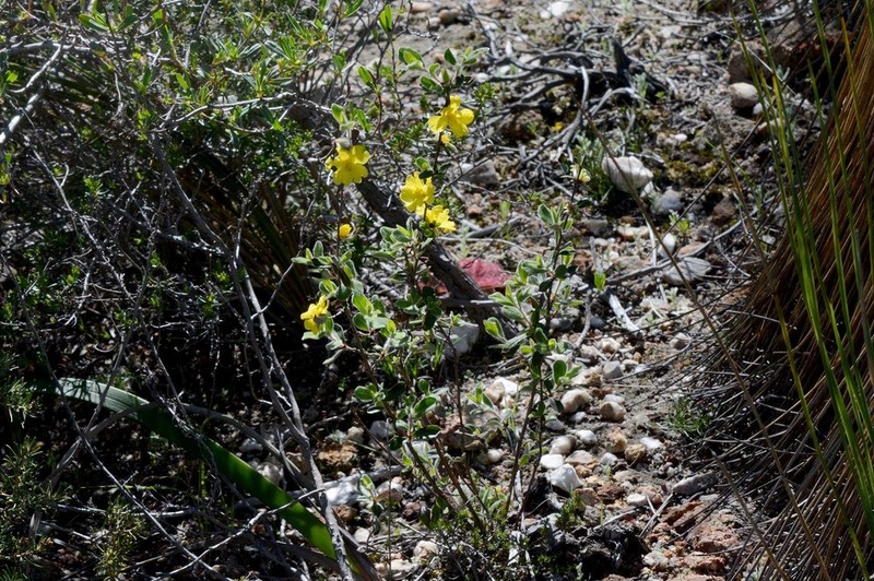 Hibbertia commutata photo 6