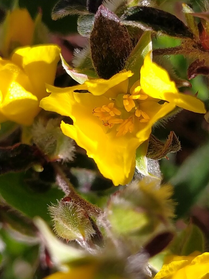 Hibbertia commutata photo 7