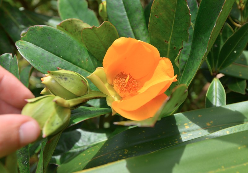 Hibbertia comptonii