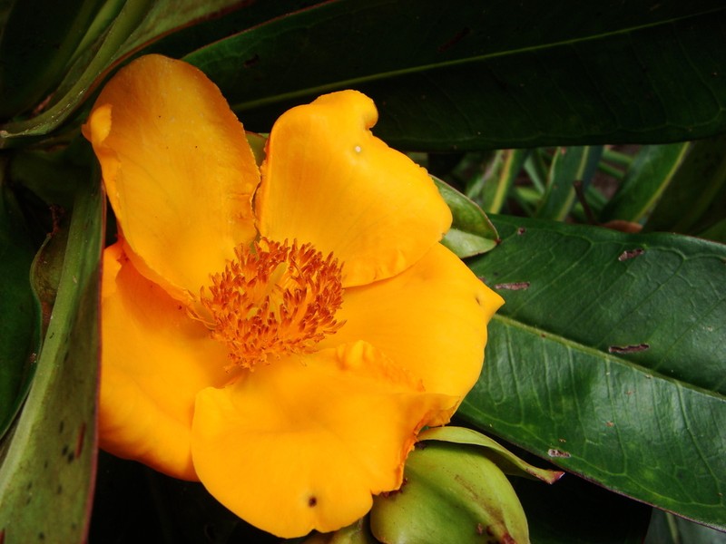 Hibbertia comptonii photo 2