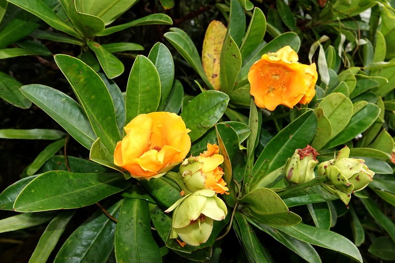 Hibbertia comptonii photo 3