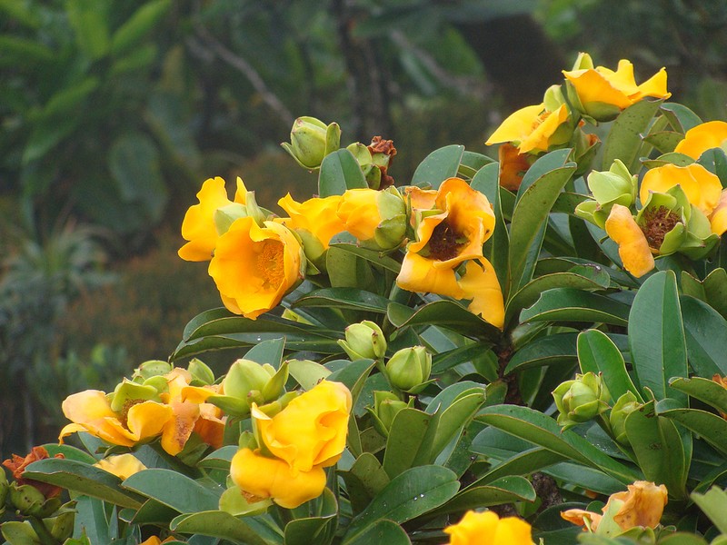 Hibbertia comptonii photo 4