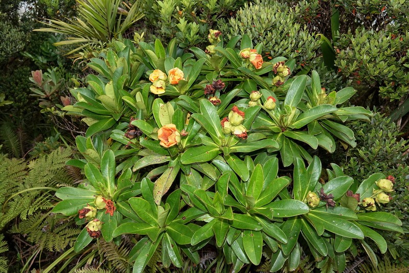 Hibbertia comptonii photo 5