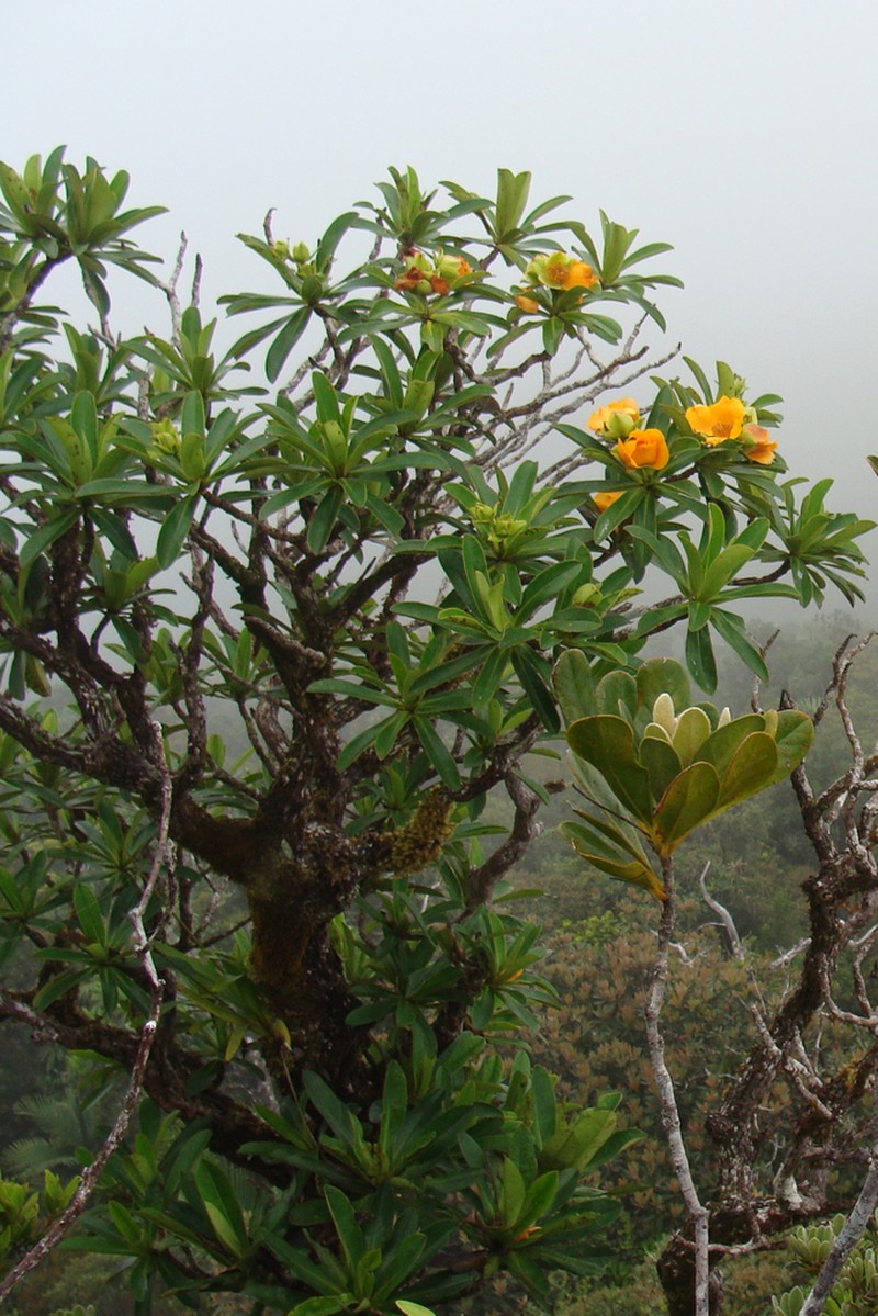 Hibbertia comptonii photo 6