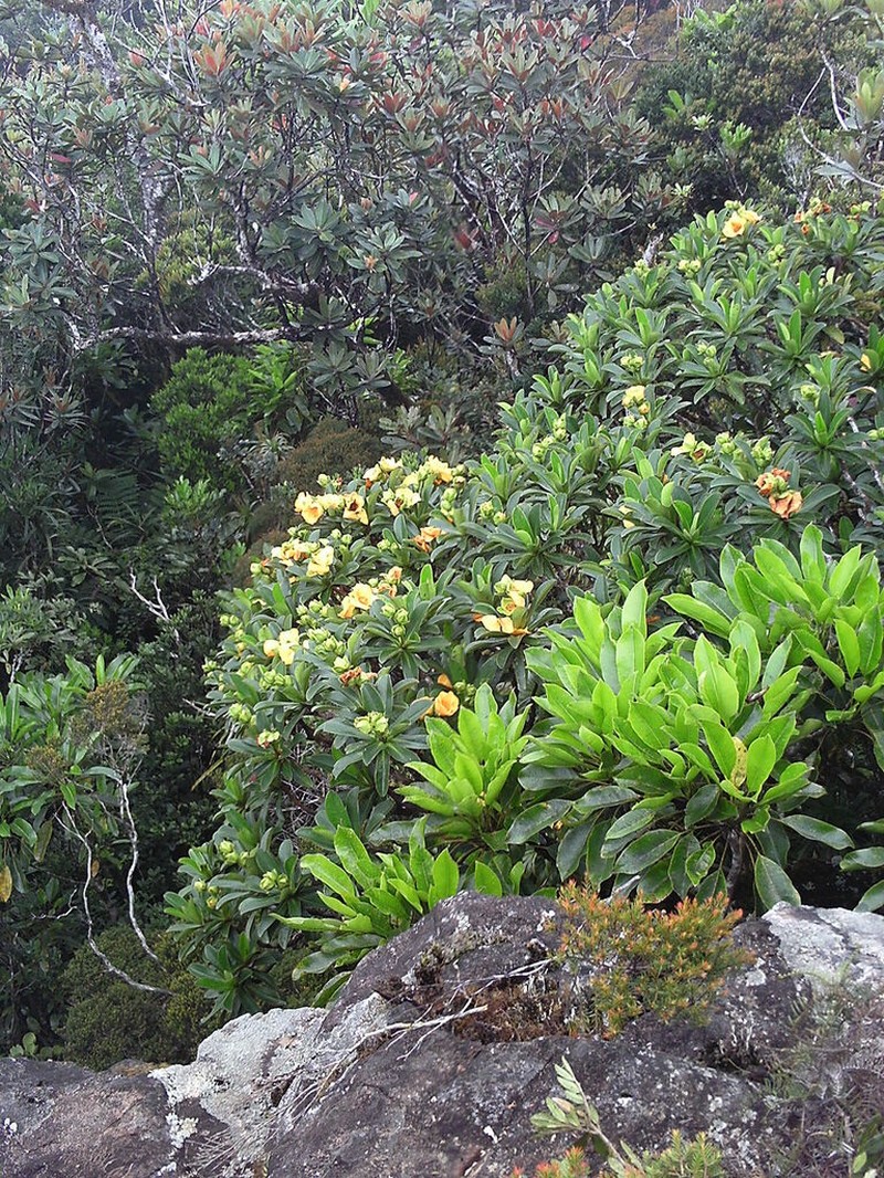 Hibbertia comptonii photo 7